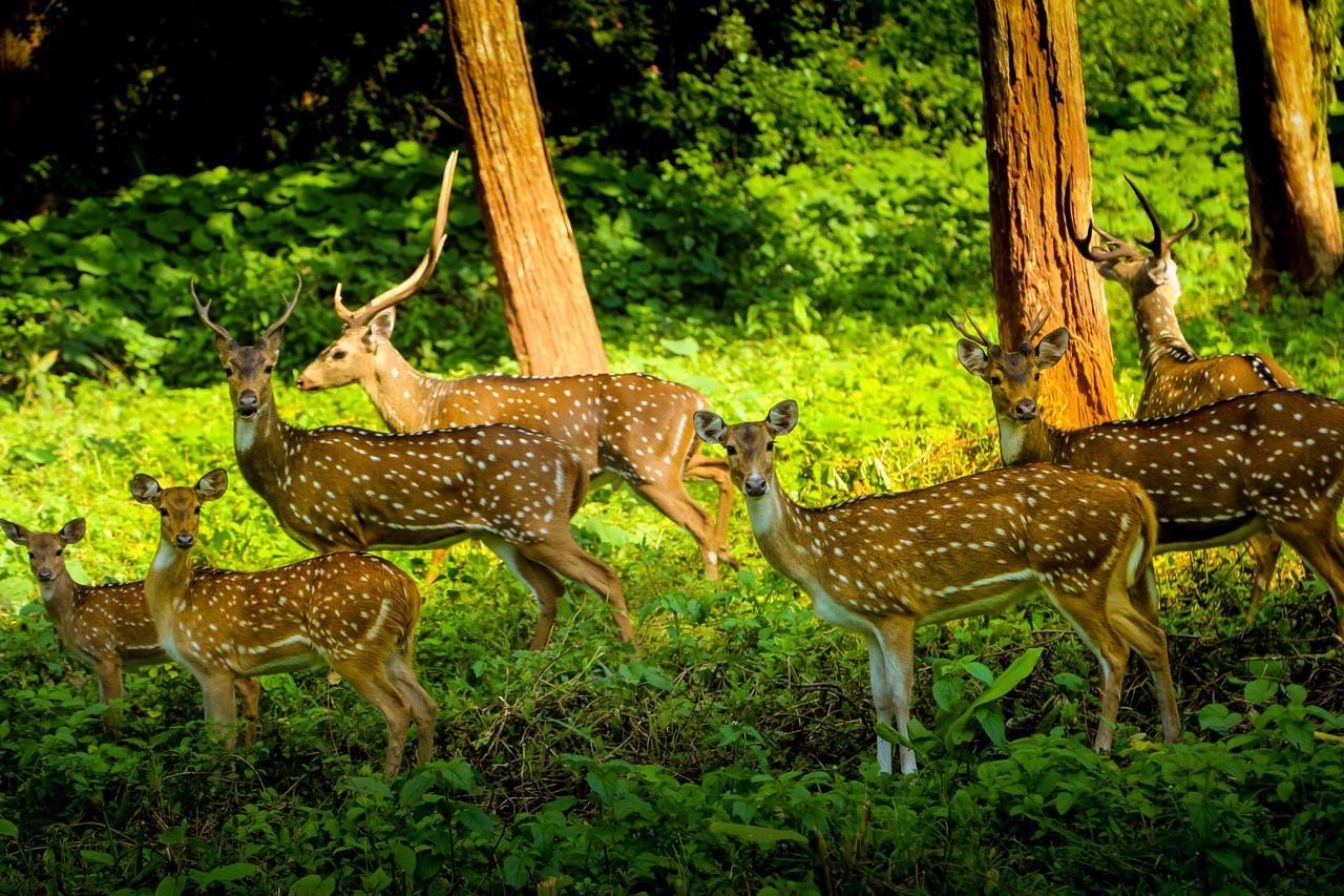 Kings Sanctuary Nagarhole & Kabini Hunsur Buitenkant foto