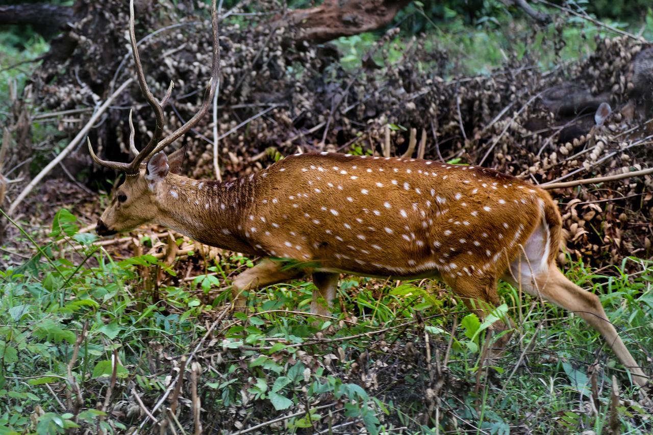 Kings Sanctuary Nagarhole & Kabini Hunsur Buitenkant foto